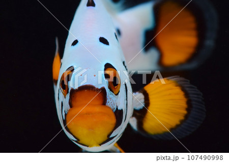 覆面レスラー!オセラリス フロストバイト 覆面レスラー!オセラリス フロストバイト 107490998