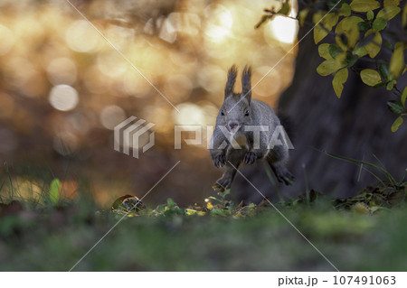 森を走るエゾリス 107491063