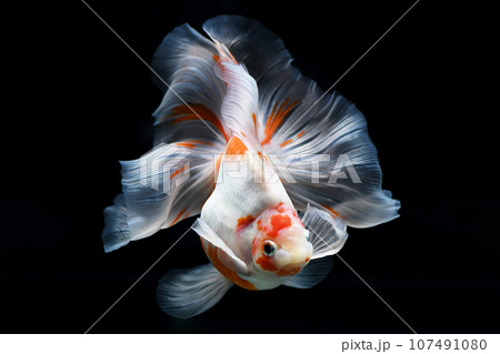 レースを身にまとった金魚（桜琉金メープルテール） 107491080