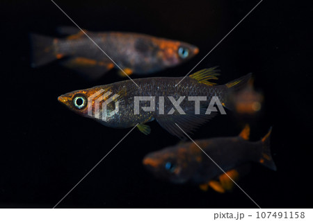 渋いメダカ（五式タイプR　GODメダカ） 107491158