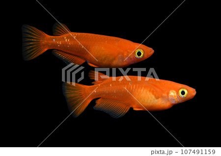 楊貴妃メダカのペア 107491159