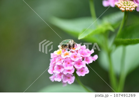 ハナムグリ（花潜）とランタナ 107491269