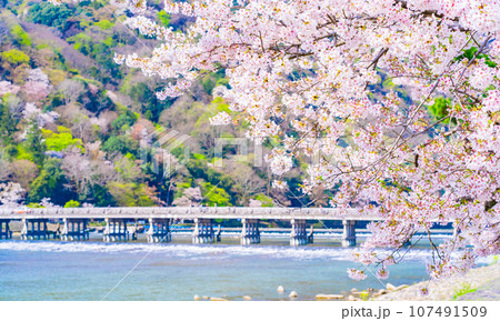 渡月橋と満開の桜　京都・嵐山　 107491509