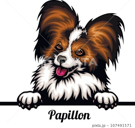 Papillon - Color Peeking Dogs - breed face head isolated on white 107491571