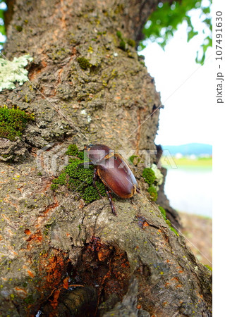 カブトムシ　クワガタムシ　夏休み　子供 107491630