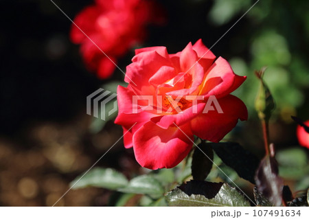 荒尾市　おもやい市民花壇　バラの花、 107491634