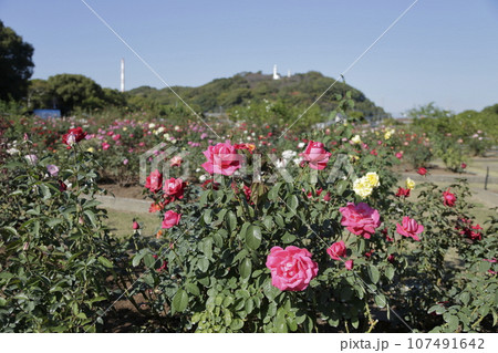荒尾市 おもやい市民花壇 バラの花、 荒尾市 おもやい市民花壇 バラの花、 107491642