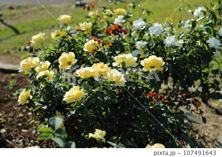 荒尾市 おもやい市民花壇 バラの花、 荒尾市 おもやい市民花壇 バラの花、 107491643