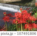 川の流れと曼珠沙華 107491806