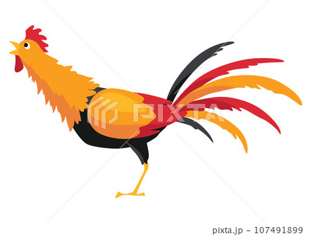 Farm cock icon. Adorable cock animal at dawn. Colorful rooster, poultry farming, vector Illustration on white background 107491899