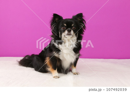 紫色の背景でお座りをする小型犬のチワワ 紫色の背景でお座りをする小型犬のチワワ 107492039