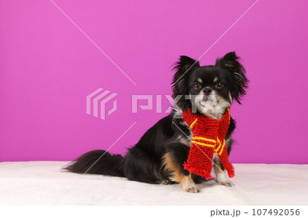 赤いマフラーを身につけた小型犬の黒いチワワ 赤いマフラーを身につけた小型犬の黒いチワワ 107492056
