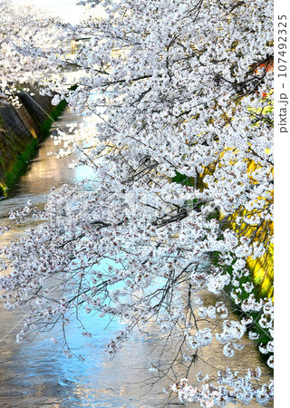 川沿いに咲く満開の桜 107492325