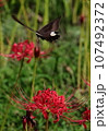 赤い彼岸花の上を飛翔するクロアゲハ 107492372