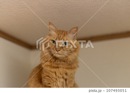 見つめる猫 茶トラ猫 見つめる猫 茶トラ猫 107493051