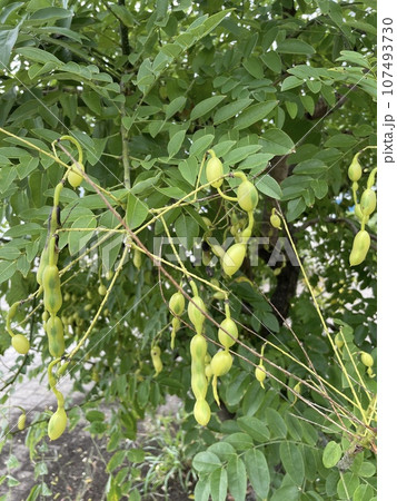 エンジュの豆果 107493730