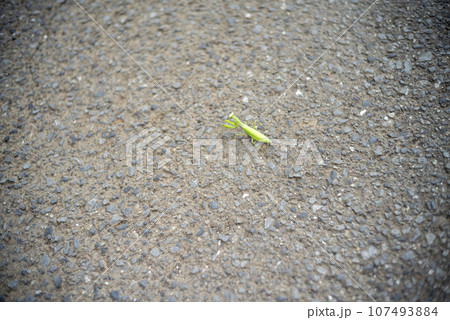 秋のカマキリ イメージ 107493884