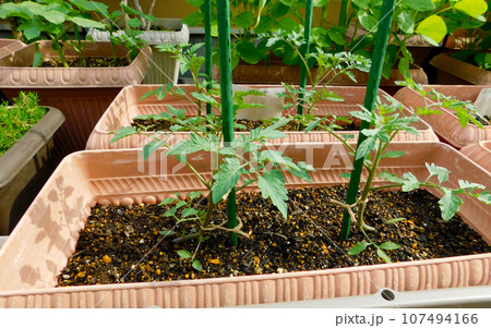 プランターに植えた ミニトマトの苗が成長中 プランターに植えた ミニトマトの苗が成長中 107494166