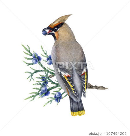 Waxwing bird on the juniper branch with berries. Watercolor illustration. Bombycilla garrulus avian. Hand drawn waxwing wildlife forest bird eating berries on the juniper twig. White background 107494202