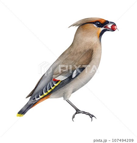 Waxwing bird eating berry. Watercolor illustration. Bombycilla garrulus avian. Hand drawn realistic detailed waxwing wildlife forest bird eating berries. Side view. Isolated on white background 107494209