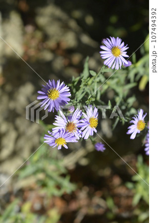 New York aster Professor Kippenberg 107494392