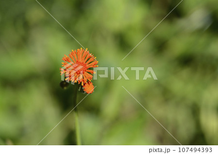 Scarlet tasselflower 107494393