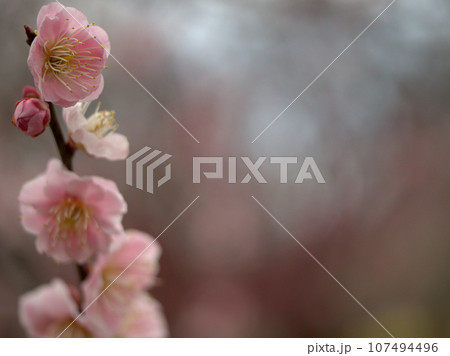 3月に咲いたピンク色の梅の花「ケンキョウ（見驚）」 107494496