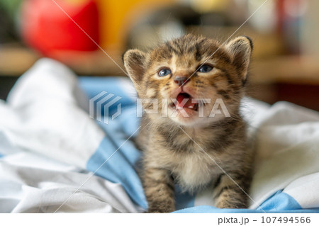little kitten isolated on white background little kitten isolated on white background 107494566
