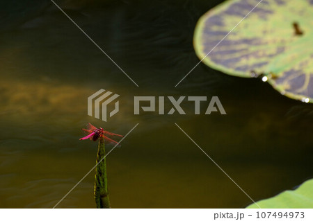 トンボ とんぼ ドラゴンフライ 107494973