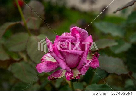 花 フラワー お花 107495064