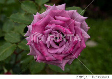 花 フラワー お花 107495084