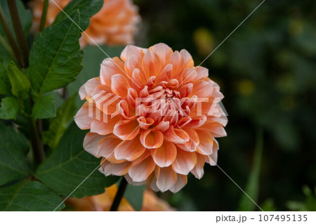 花 フラワー お花 107495135