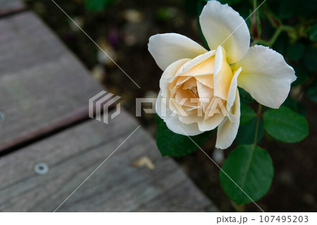 花 フラワー お花 107495203