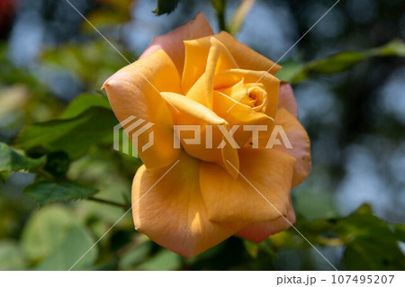 花 フラワー お花 107495207