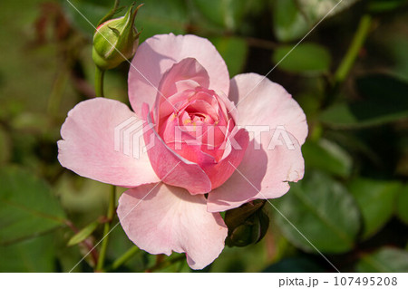 花 フラワー お花 107495208