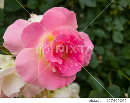花 フラワー お花 107495265