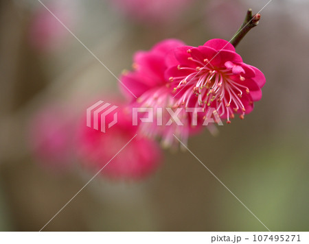 3月に咲いた赤いかわいい梅の花「コウキ(光輝)」 3月に咲いた赤いかわいい梅の花「コウキ(光輝)」 107495271