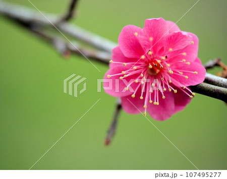 3月に咲いた赤いかわいい梅の花「コウキ（光輝）」 107495277