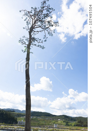 奇跡の一本松 奇跡の一本松 107495504