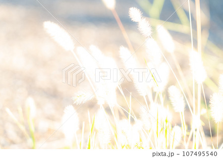 エノコログサ・キラキラ 背景素材 107495540