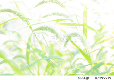 エノコログサ・キラキラ 背景素材 エノコログサ・キラキラ 背景素材 107495549