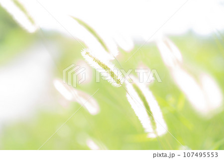 エノコログサ・キラキラ 背景素材 107495553
