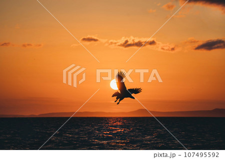 夕陽をバックに飛ぶオオワシ 夕陽をバックに飛ぶオオワシ 107495592