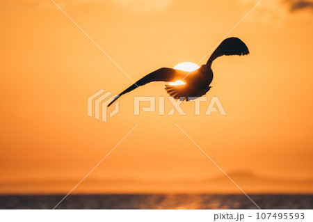 朝焼けの空を飛ぶカモメ 107495593