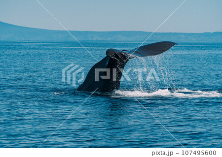 マッコウクジラ 107495600