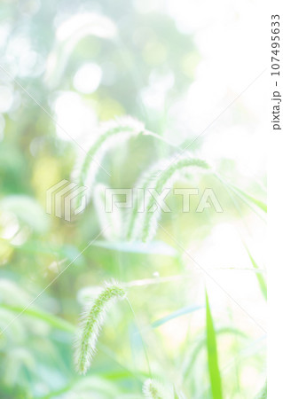 エノコログサ・キラキラ 背景素材 107495633