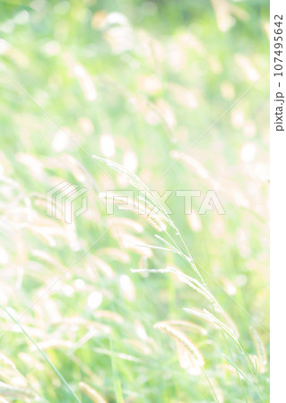 エノコログサ・キラキラ 背景素材 エノコログサ・キラキラ 背景素材 107495642