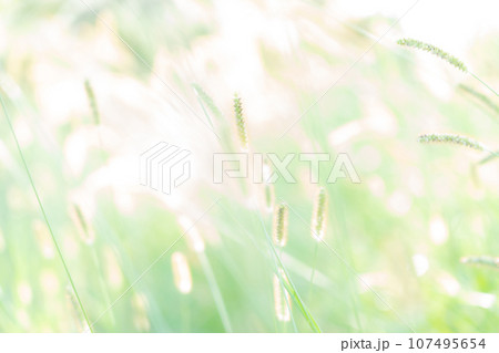 エノコログサ・キラキラ 背景素材 107495654
