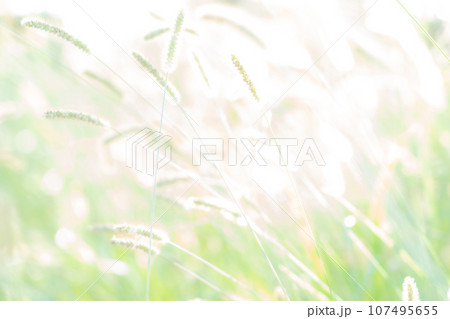 エノコログサ・キラキラ 背景素材 エノコログサ・キラキラ 背景素材 107495655