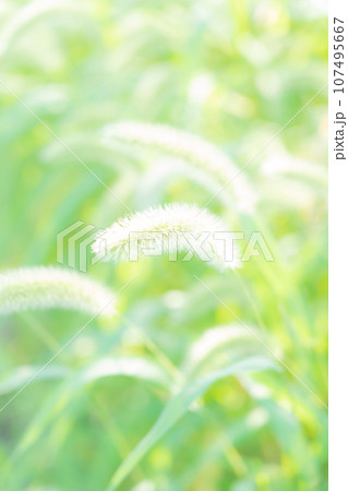 エノコログサ・キラキラ 背景素材 107495667